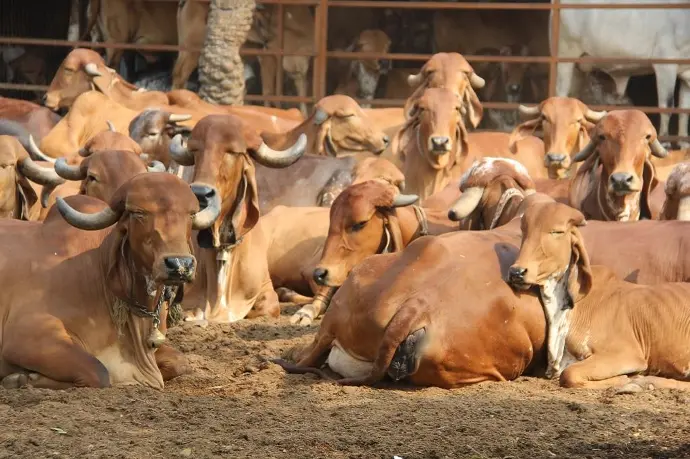 Gau Mata